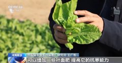 <b>“添衣”保暖、弥补“养分”……各地多蔬菜出</b>