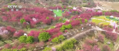 春风吹热“花经济” 农文旅融合为村落复兴“减